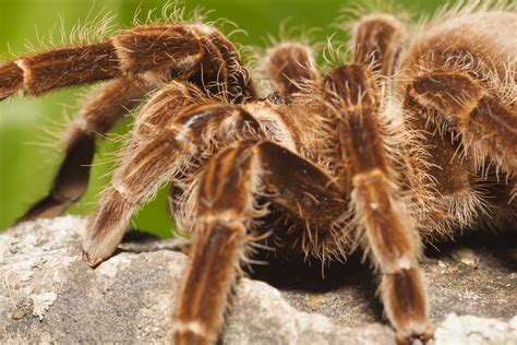  Bakırkuyruklu Tarantula: Bir Evcil Hayvan Olarak Tehlikeli Güzelin Sırrı!