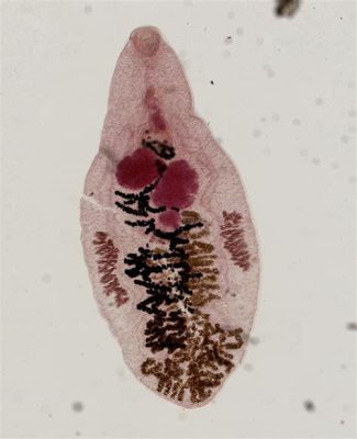  Dicrocoelium Dendriticum: Bir Kıl Çerabı Gibi Yaşamı Hüzünlü Şarkılarla Dolduran Küçük Bir Parazit!