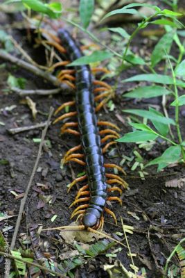  Lophoprocta! Sürüngen Gibi Bir Görünümde Bulunan Detaylı Segmentli Biçime Sahip Olan Uysal Bir Myriapoda Cinsi