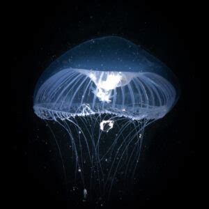  Aequorea victoria:  Glowing Wonders and Pulsating Tentacles – Exploring the Intriguing Life Cycle of a Bioluminescent Jellyfish!