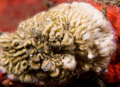 Bryozoan: Can Tiny Colonial Animals Really Be Considered Living Jewels of the Underwater World?