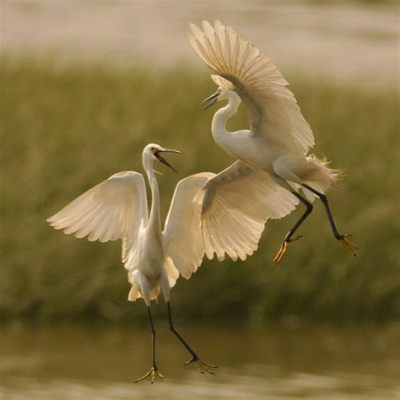  Egret, Bir Gökyüzü Dansçısı mı Yoksa Su Kenarında Bir Şair mi?