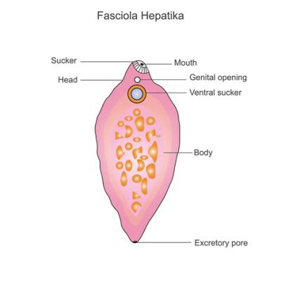  Fasciola Hepatica: Parasitic Platyhelminth Known For Its Liver-Loving Habits!