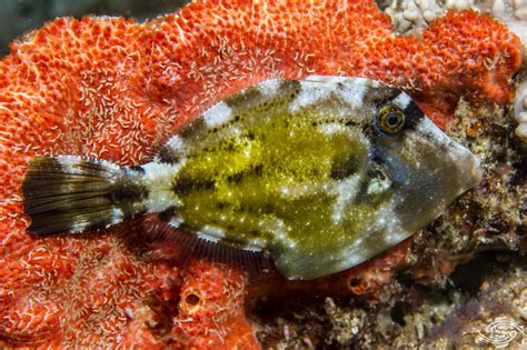  Filefish Sizin İçin Biçilmiş Bir Deniz Kabuğu: İki Kıyıda Yanan, Derin Suyu Seven ve İnanılmaz Renklere Sahip Olağanüstü Bir Canlı!