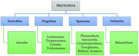  Isospora: Parazit Sporozoan Hayvanlar Aleminin Gizemli Üyesi!