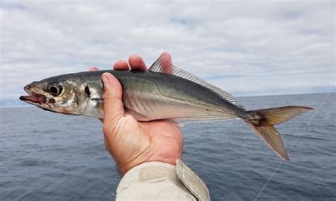  Jack Mackerel: Bir deniz derinliklerindeki gümüş rengi ok, nasıl bir yaşam sürüyor?