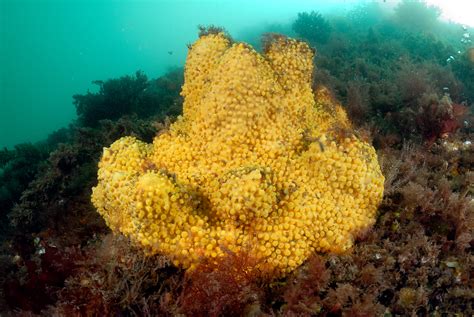  Jumbo Sponge: A Vibrant Underwater Architect Building Its Home from Tiny Particles!