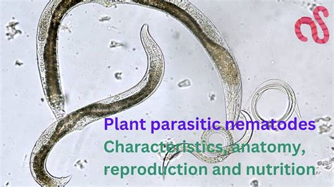  Neodermites! Parazitik bir kurt gibi, ama bir yaprak gibi incecik