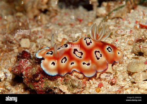  Nudibranch! Deniz Yıldızlarıyla Dans Eden Bir Salyangoz Türü!