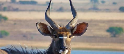  Nyala!  An Antelope Adorned With Striking Spiraled Horns That Gracefully Navigates Through Thick Foliage