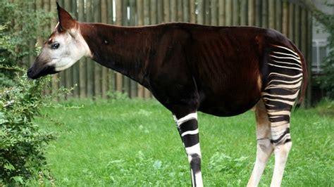  Okapi, Güçlü Bacaklarıyla Ormanlarda Süzülen Gizemli Bir Memeli!