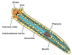  Platyhelminthes! Smothering Prey with a Powerful Muscular Pharynx: Unveiling the Secret Life of a Polychaete Worm