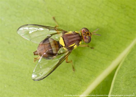  Queensland Fruit Fly: Can This Tiny Creature's Appetite Really Cause Such Havoc?