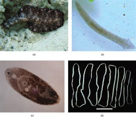  Witenella! An Enigmatic Flatworm Dwelling in Darkness and Defying Definition