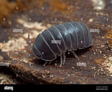  Woodlouse!  Can This Tiny Terrestrial Crustacean Really Roll Itself into a Ball for Protection?