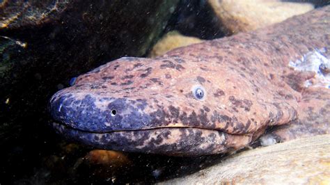  Wrightwood Salamander: Bu gizemli yaratık, karanlık ormanlarda kaybolmuş bir hazine gibi mi görünüyor?