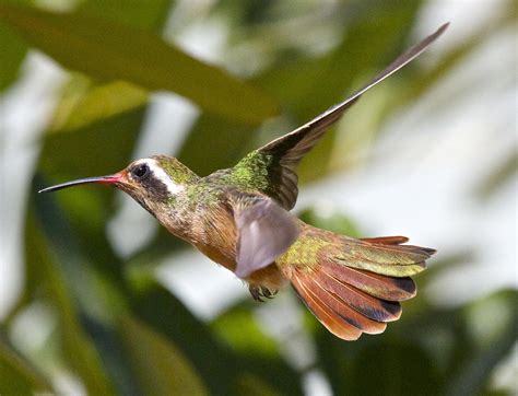  Xantus' Hummingbird: Discover the Buzzing Jewel With Exquisite Plumage!