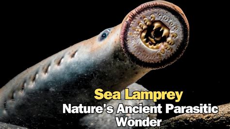  Xenocoelomorpha:  Parasitic Wonders That Thrive in Deep Waters!